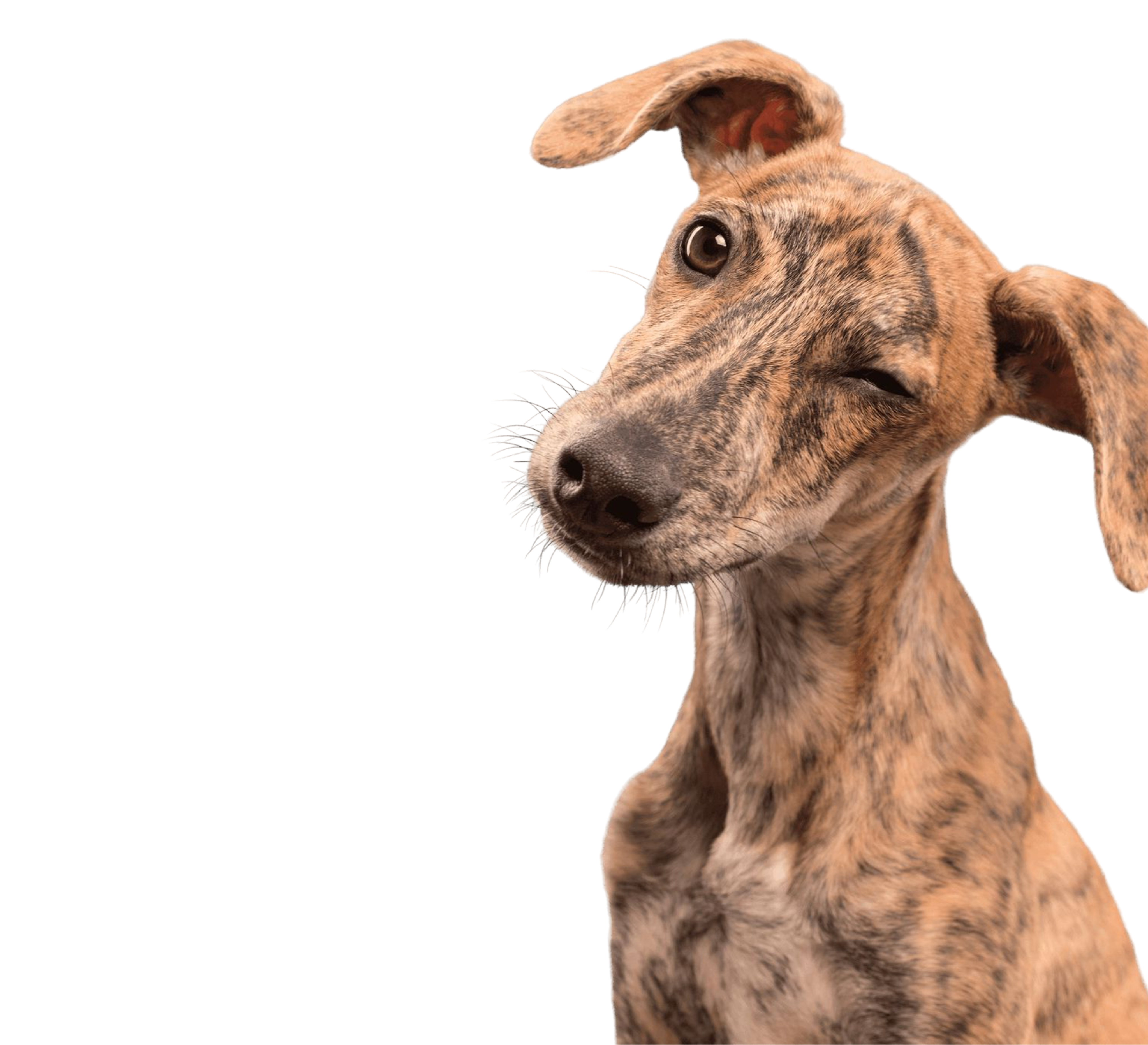chien qui fait une clin d'oeil